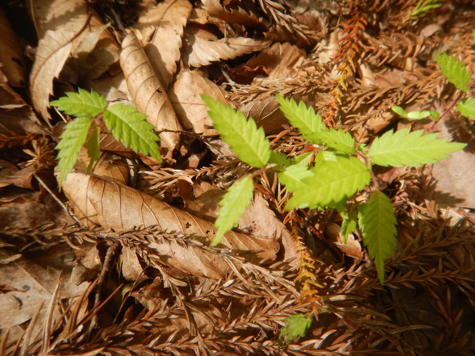 4月のケヤキは、薄緑の新緑が目に沁み、地上では実生が芽生えます