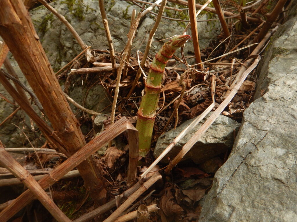 イタドリ 虎杖 でジャムをつくりました