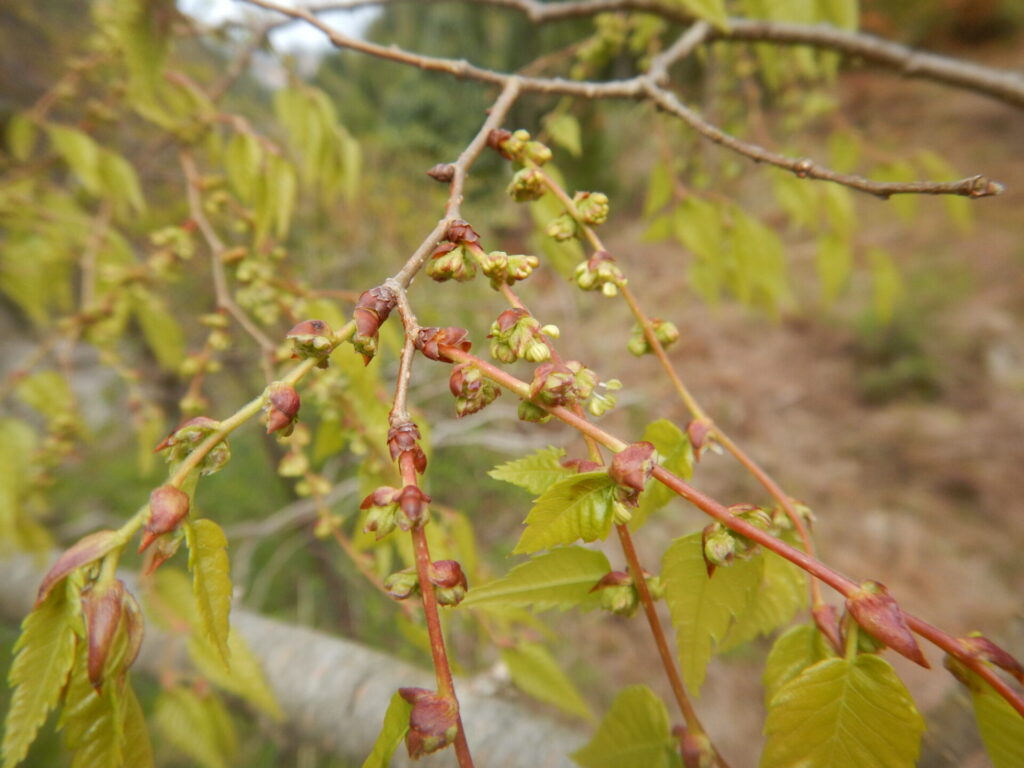 ケヤキ 欅 の薄緑の新緑がきれいです