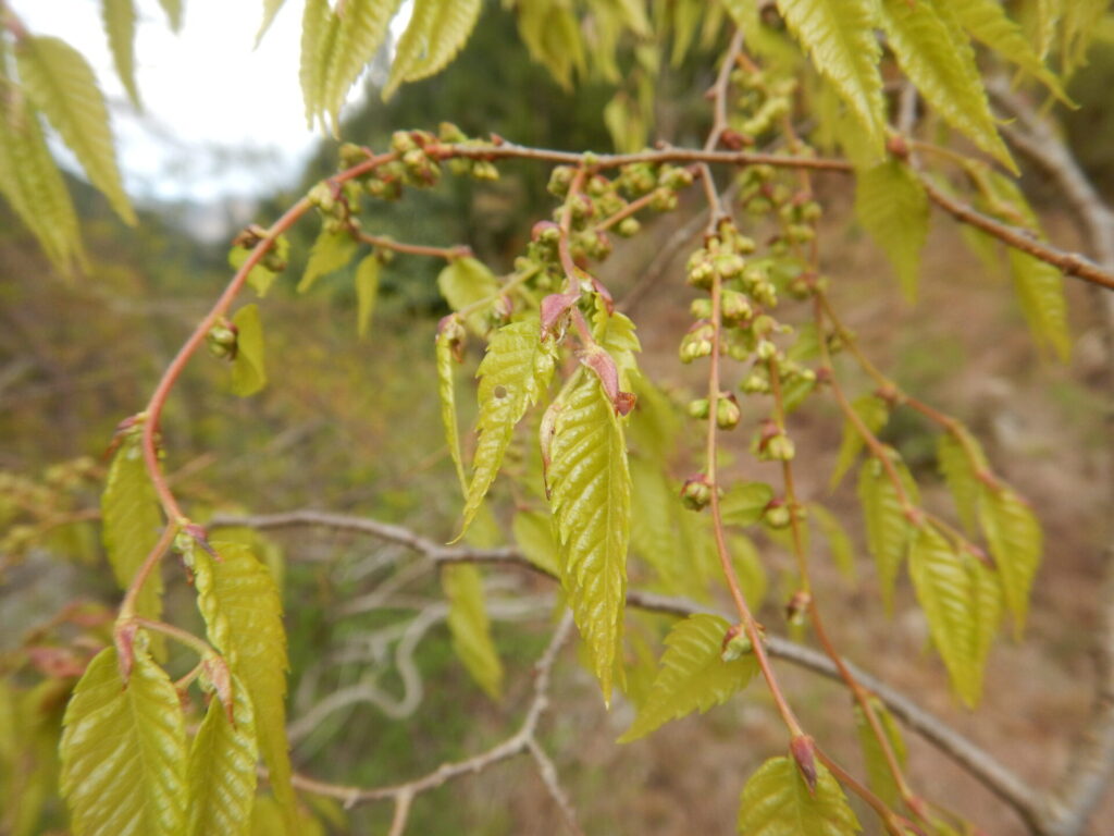 ケヤキ 欅 の薄緑の新緑がきれいです