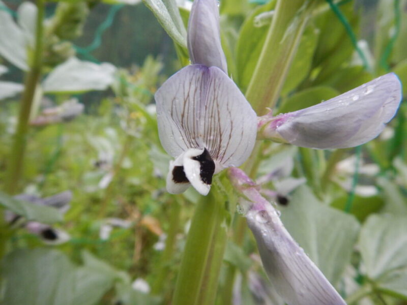 ソラマメの花