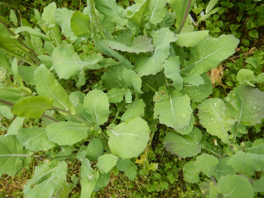 4月の ノラボウ菜