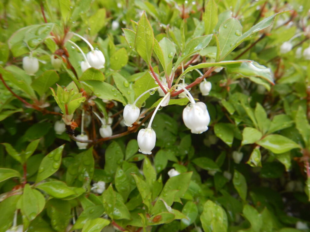 花柄の先についた花