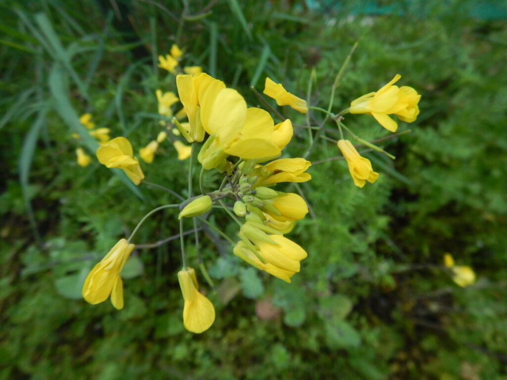 ノラボウ菜の花