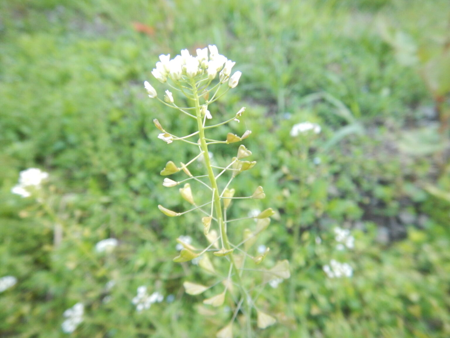 春の七草、ナズナ（別名ペンペングサ）の白い花、ハート型の実