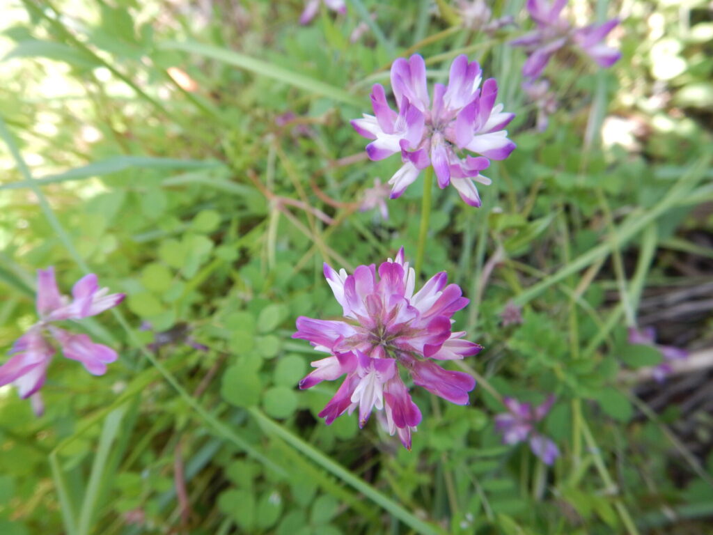 レンゲ 蓮華 の花が咲いています