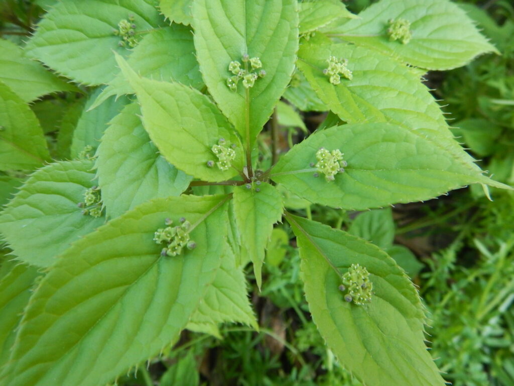 ハナイカダの雄の花