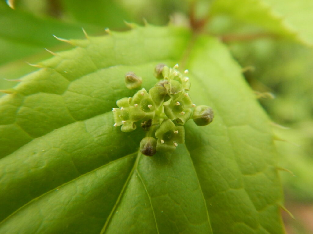 ハナイカダの雄の花