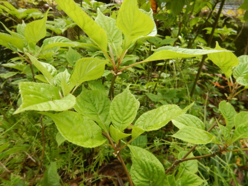 ハナイカダの樹と葉