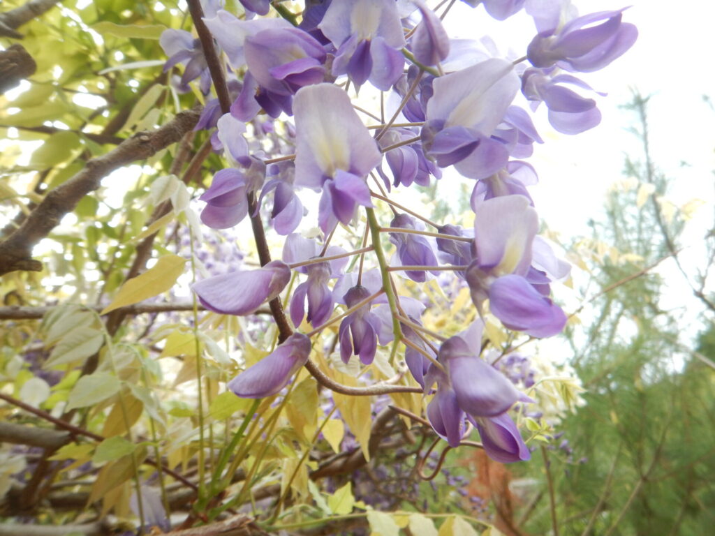4月になり、藤棚や山の樹に絡んで咲く、紫や白のフジの花が綺麗です