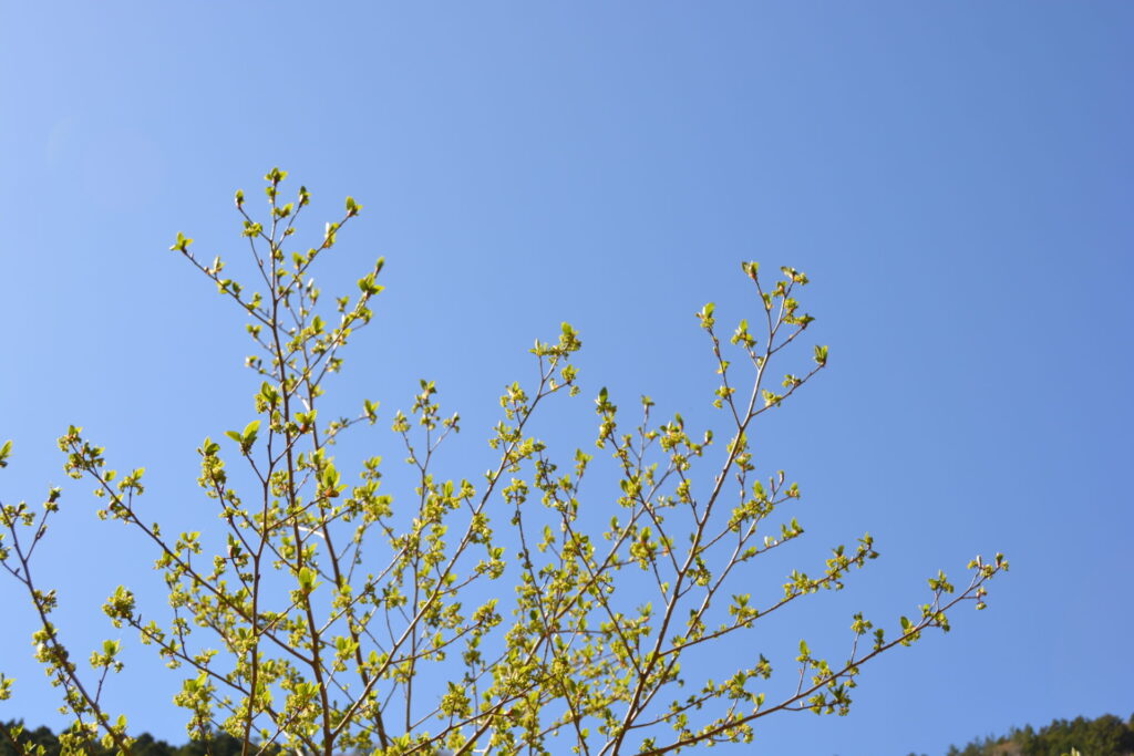 カナクギノキのたくさんの花々(4月7日)