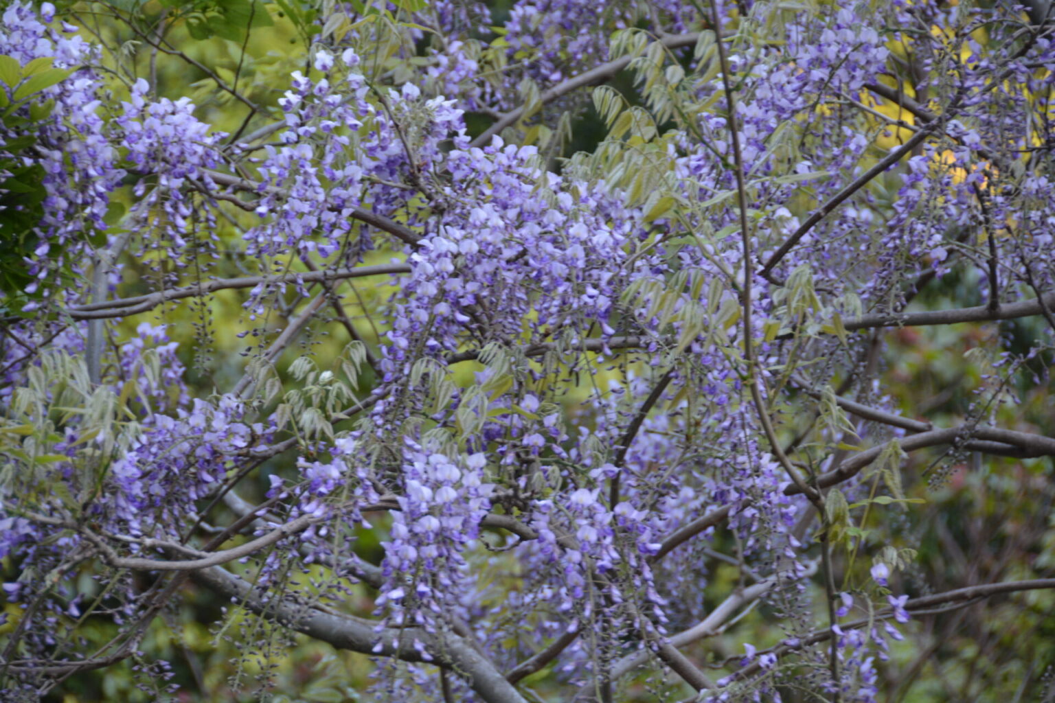 4月になり、藤棚や山の樹に絡んで咲く、紫や白のフジの花が綺麗です