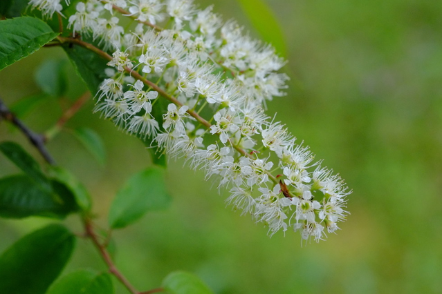 ウワズミザクラ 上溝桜 の白い花と実