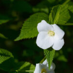 シロヤマブキの花