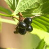 シロヤマブキの黒い実