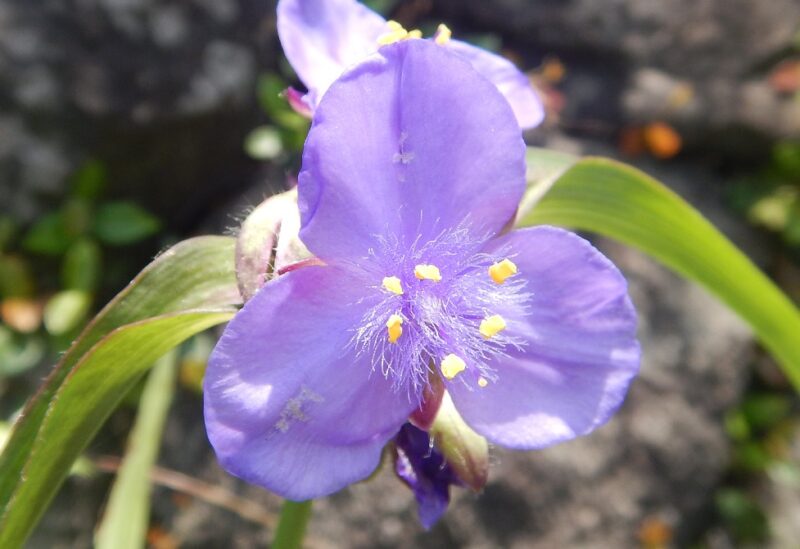 花びらが３枚で紫の花が咲くムラサキツユクサ ツユクサとの違い