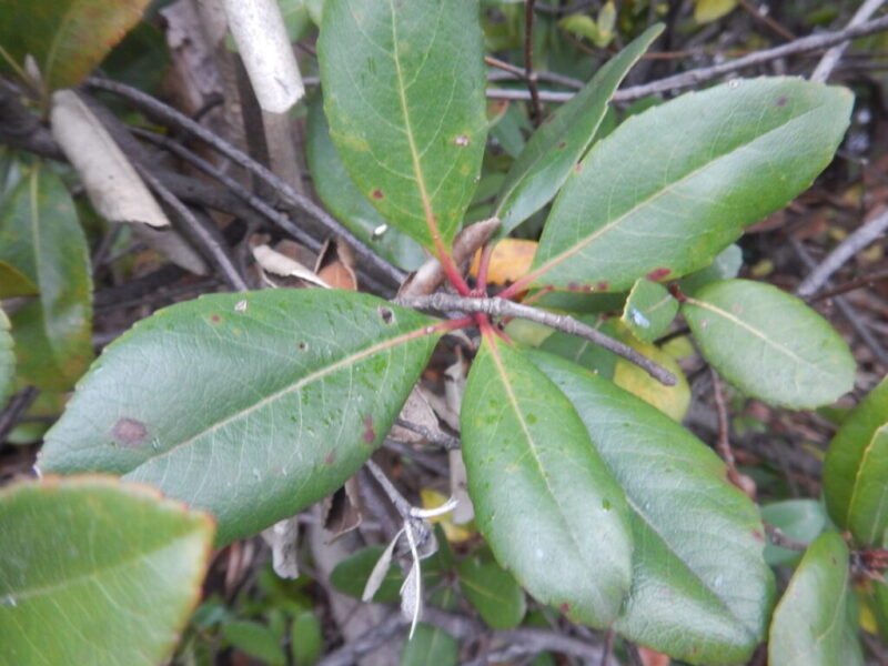 シャリンバイの葉