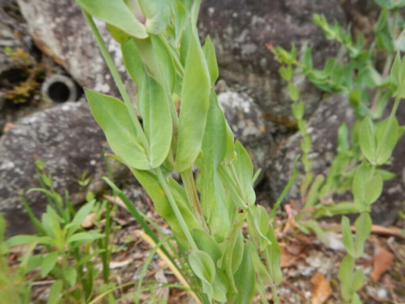 ムシトリナデシコの茎と葉
