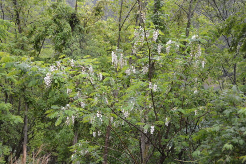 ニセアカシアの樹と花