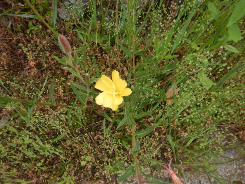 夕方に咲き始めて朝にしぼむ マツヨイグサ 待宵草 の黄色い花