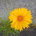 オオキンケイギク