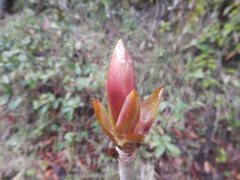 発芽の開始