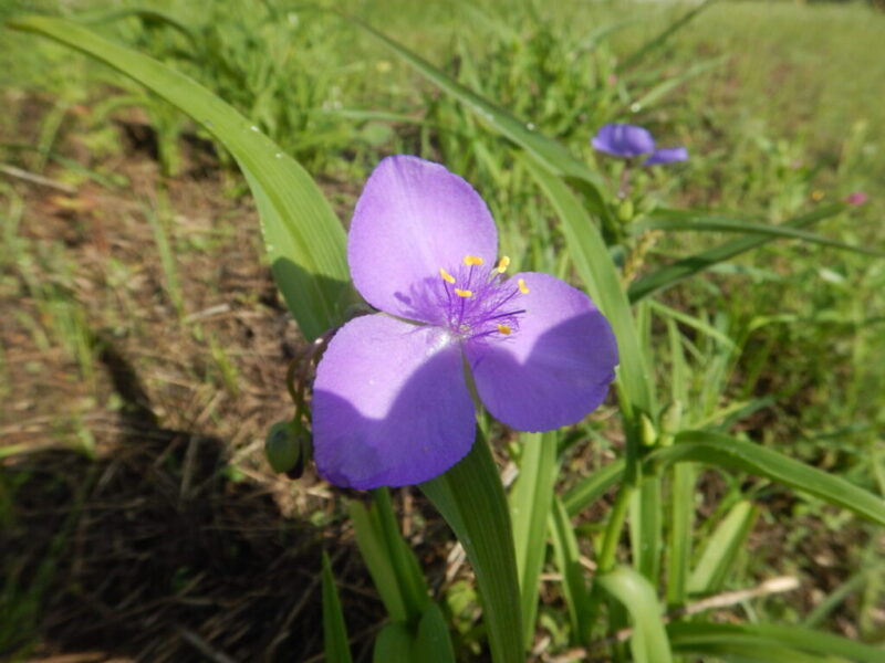 ムラサキツユクサ 紫露草 の花が咲いています