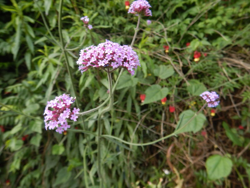 ヤナギハナガサ 柳花笠 三尺バーベナ に咲く紫の花