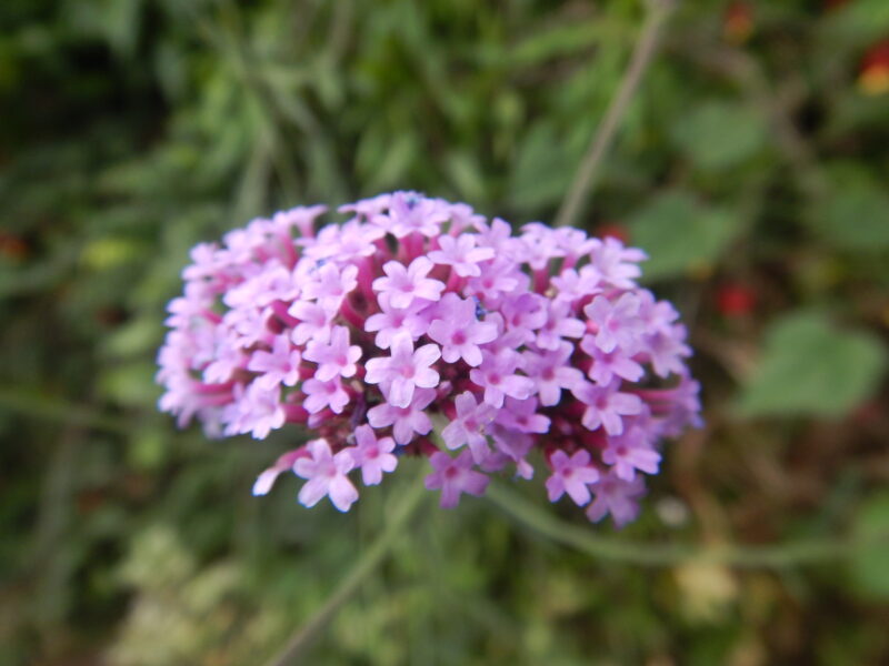 ヤナギハナガサ 柳花笠 三尺バーベナ に咲く紫の花