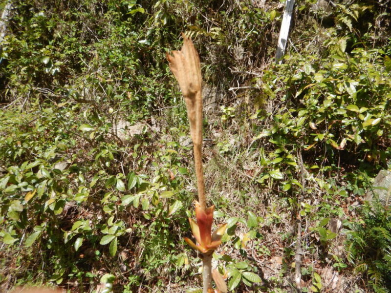 一気に伸びた新芽