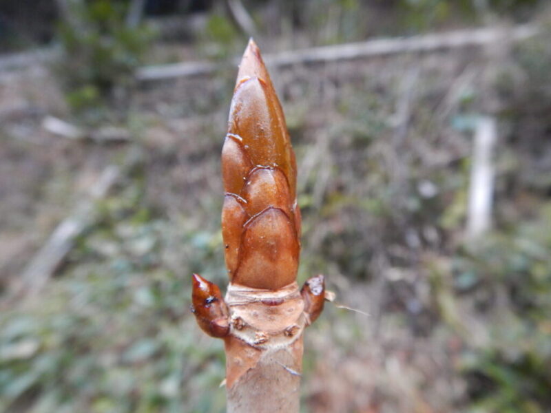 トチノキの冬芽