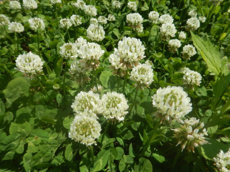 シロツメクサ 白詰草 別名シロクローバー の白い花と葉