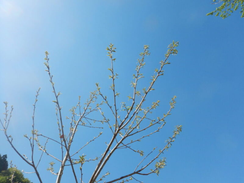 古葉が落ちたクヌギ