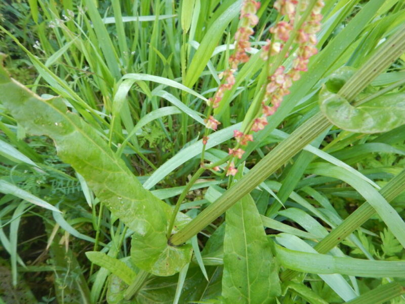 スイバの茎と葉