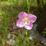 ユウゲショウの花