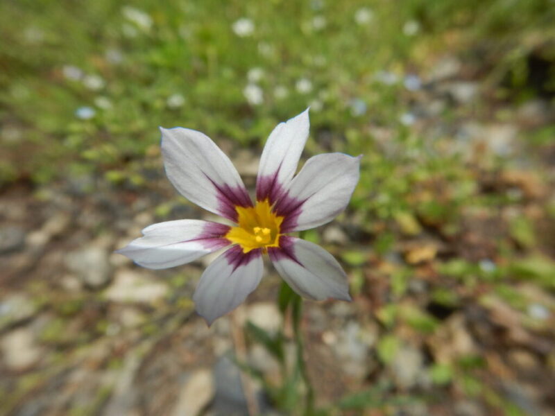 ニワセキリョウの花