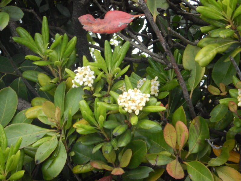 シャリンバイの花