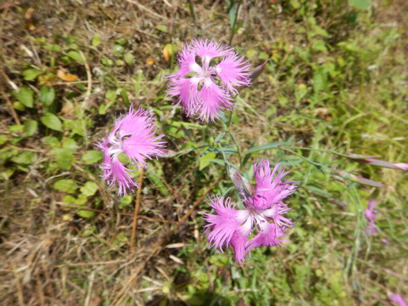 カワラナデシコの花