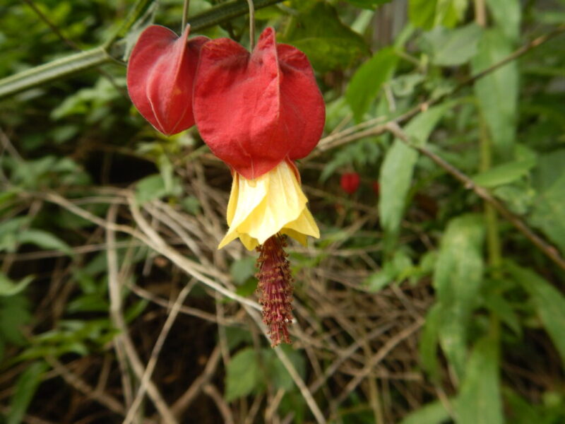 ウキツリボクの花