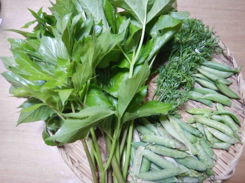 5月に採った野菜