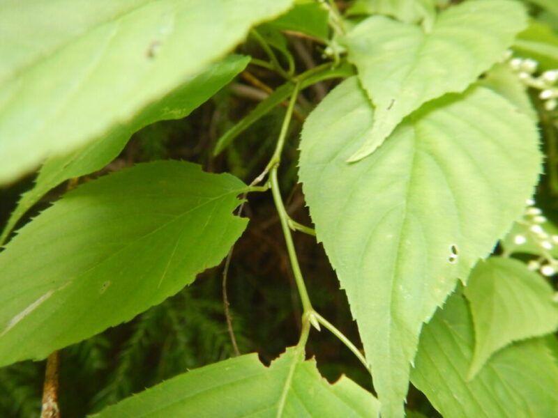 ズイナの枝と葉
