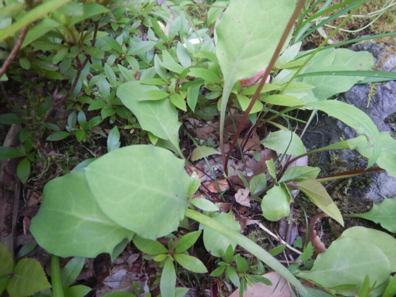 ニガナの根生葉