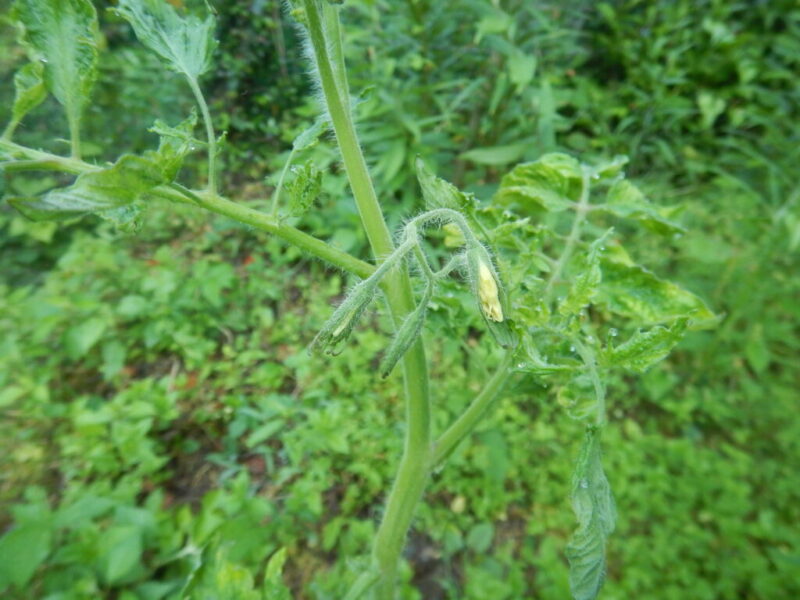 咲き出したトマトの花
