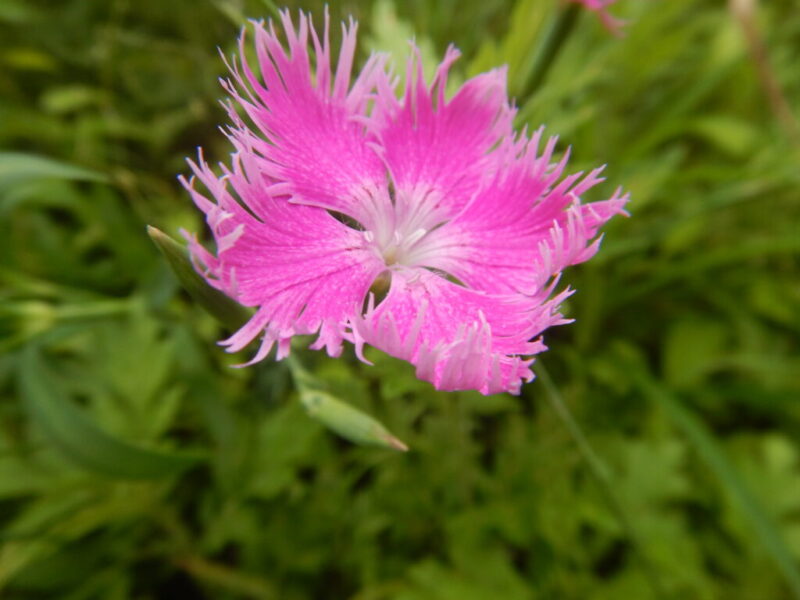 カワラナデシコの花