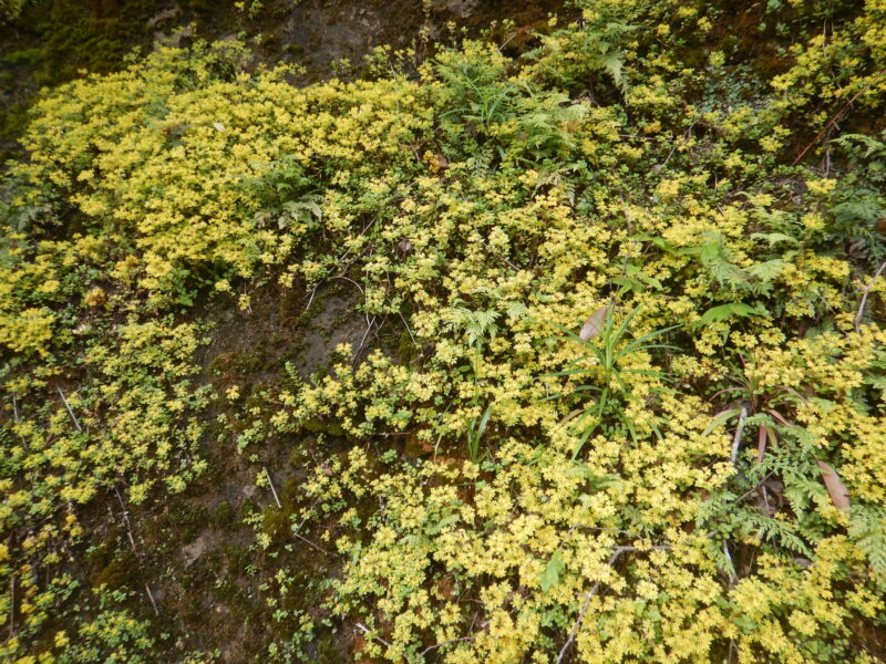 斜面一面に咲いたマルバマンネングサ