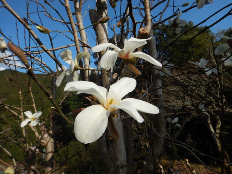 春に白い花をさかせ 秋に赤い実をつけるコブシ 辛夷 拳