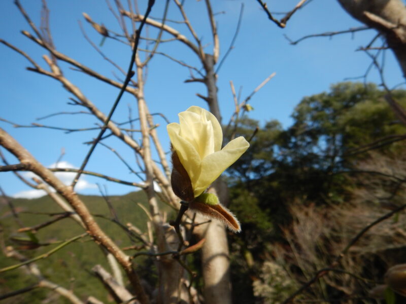 コブシ 辛夷 拳 の実が赤みをおびてきました