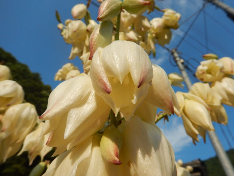 キミガヨランの花