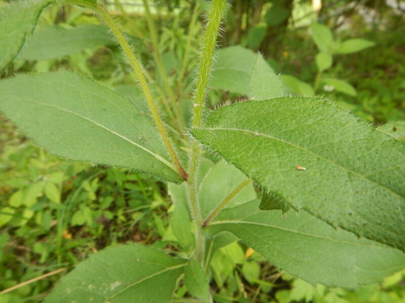 アラゲハンゴンソウの茎と葉