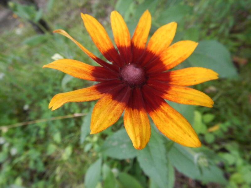 アラゲハンゴンソウの花